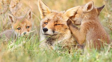O holandês Joke Hulst registra raposas em seu habitat natural - Foto: Joke Hulst