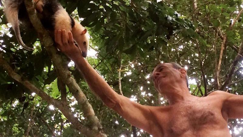 Ney Matogrosso ajudou a tamanduá-mirim a descer da árvore - Foto: Antônio Lucena