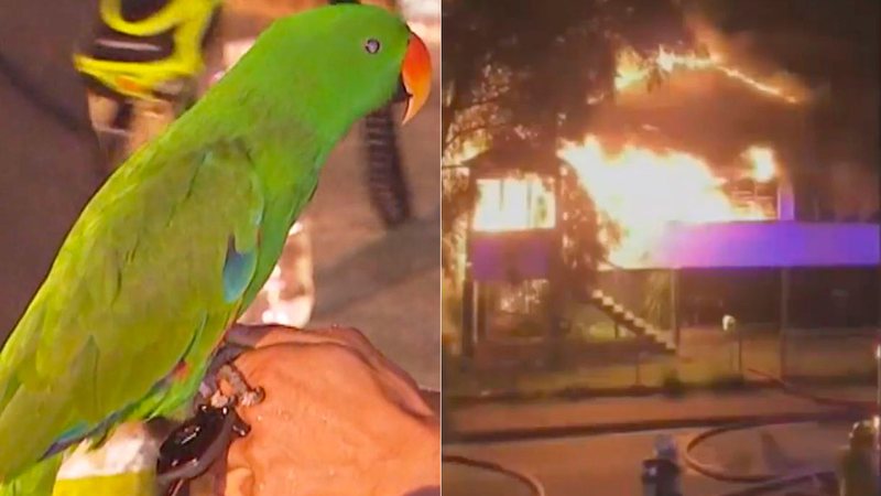 Papagaio fez sons de alarme para avisar de incêndio na Austrália - Reprodução/ Channel 9
