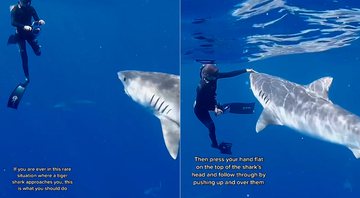 Andriana Fragile ficou frente a frente com um enorme tubarão-tigre - Foto: Reprodução/ Instagram@andriana_marine