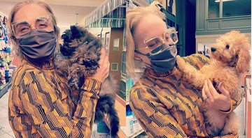 Angélica se derrete por cachorros ao visitar a pet shop em Nova York - Foto: Reprodução / Instagram @gringa_the_dog