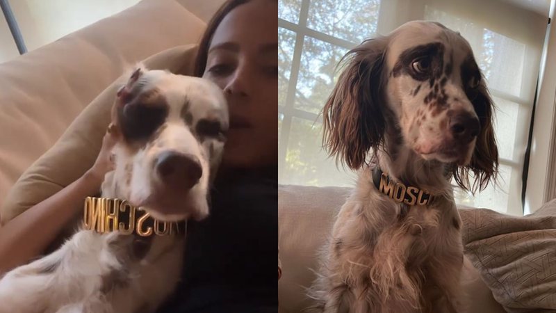 Anitta compartilha imagens com seu cachorro usando coleira da grife Moschino - Foto: Reprodução / Instagram