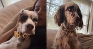Anitta compartilha imagens com seu cachorro usando coleira da grife Moschino - Foto: Reprodução / Instagram