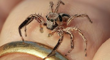 Aranha saltadora - Reprodução/Wikipedia