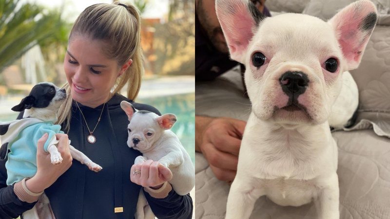 Bárbara Evans com seus cachorros, Enrico e Zara, a mais nova integrante da família - Foto: Reprodução / Instagram