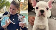 Bárbara Evans com seus cachorros, Enrico e Zara, a mais nova integrante da família - Foto: Reprodução / Instagram