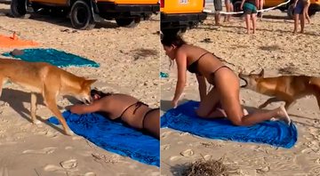 Cão selvagem mordeu turista francesa no bumbum na praia de K’gari - Foto: Queensland Govt