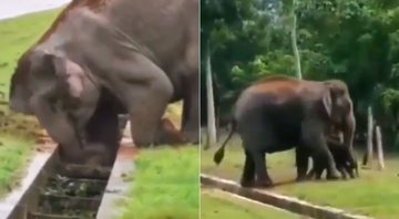 Vídeo de mamãe elefante salvando filhote viralizou na web - Foto: Redes Sociais
