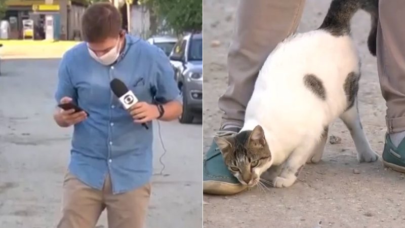 Cenapop · Repórter da TV Globo leva susto após confundir gato com rato  durante gravação