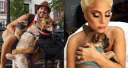 Ryan Fischer é amigo de Gaga e passeador de cães - Reprodução/Instagram@valleyofthedogs, @ladygaga