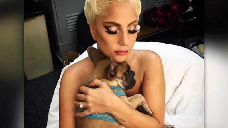 Lady Gaga teve dois de seus bulldogues roubados - Reprodução/Instagram@ladygaga