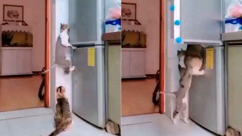 Gatos aparecem abrindo porta da geladeira para pegar comida - Foto: Reprodução/ Instagram