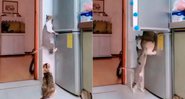 Gatos aparecem abrindo porta da geladeira para pegar comida - Foto: Reprodução/ Instagram