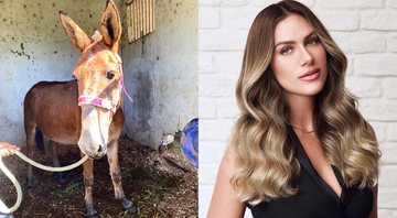 Giovanna Ewbank e o burro que foi adotado - Reprodução/Instagram@gioewbank