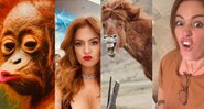 Atriz apareceu se comparando com um orangotango e, em seguida, com uma égua - Reprodução/Instagram/@islafisher