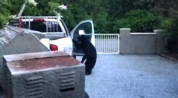 Imagem VÍDEO: Urso assaltante é flagrado abrindo porta de caminhonete para procurar comida