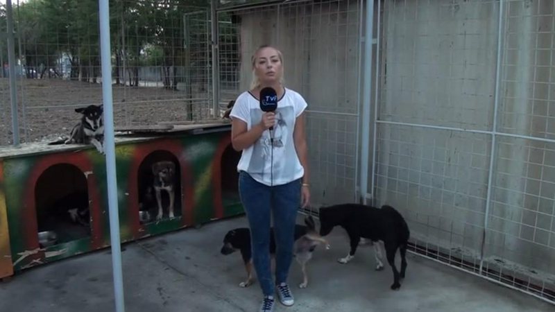 Imagem VÍDEO: Cachorro faz xixi três vezes em repórter durante reportagem