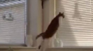 Imagem VÍDEO: Gato erra o bote e ataca sombra de pássaro