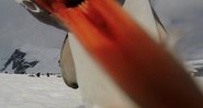 Imagem Pinguim ataca câmera durante expedição à Antártica; veja foto fantástica