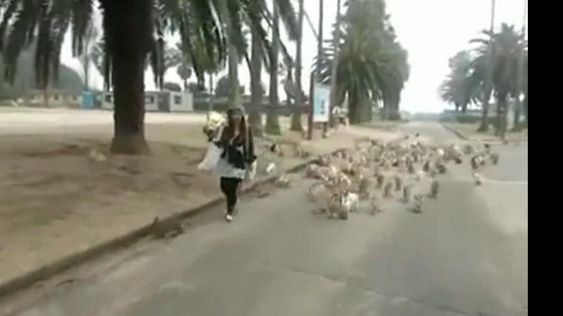 Imagem VÍDEO: Mulher é perseguida por centenas de coelhos em parque no Japão