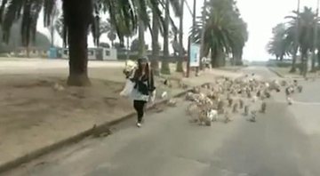 Imagem VÍDEO: Mulher é perseguida por centenas de coelhos em parque no Japão