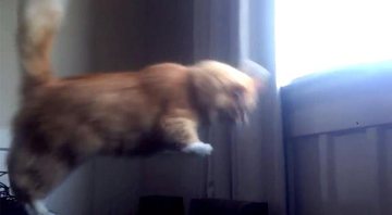 Imagem VÍDEO: Gato gorducho falha ao tentar dar salto simples