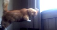 Imagem VÍDEO: Gato gorducho falha ao tentar dar salto simples