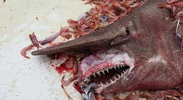 Imagem Pescador fisga tubarão-duende de 5,4 metros no Golfo do México