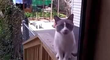 Imagem VÍDEO: Gato ‘briga muito’ para entrar em casa