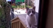 Imagem VÍDEO: Gato ‘briga muito’ para entrar em casa
