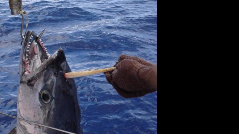 Atum fisgado pelo pescador amador Kim Haskell em águas australianas - Créditos: Reprodução/ Facebook@ABC Tales from the Tinny