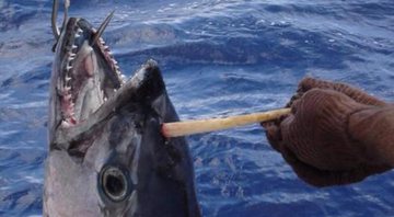 Atum fisgado pelo pescador amador Kim Haskell em águas australianas - Créditos: Reprodução/ Facebook@ABC Tales from the Tinny