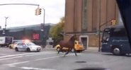Cavalo escapa e trota tranquilo pela 11ª avenida, em Nova York - Créditos: YouTube/ NYCLASS Ban Horse Carriages
