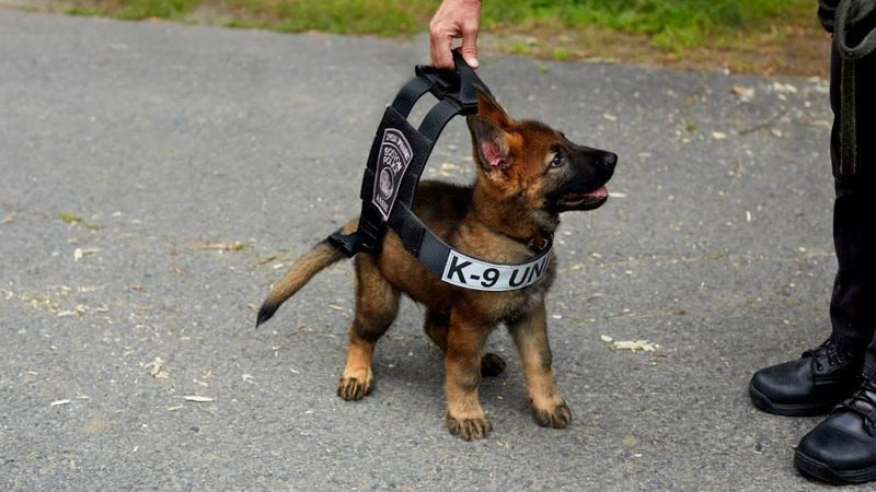 K9 Tuco está fazendo o maior sucesso por ser fofo - Créditos: Reprodução/ Facebook@Massachusetts Vest-A-Dog