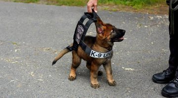 K9 Tuco está fazendo o maior sucesso por ser fofo - Créditos: Reprodução/ Facebook@Massachusetts Vest-A-Dog