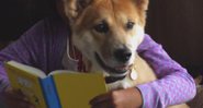 Imagem Trailer oficial de Annie – Conheça Sandy, o Cão