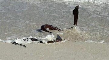 Cobra venenosa assusta banhistas na praia de Hout Bay, na África do Sul - Créditos: Reprodução/ Instagram@Matabanem