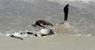 Cobra venenosa assusta banhistas na praia de Hout Bay, na África do Sul - Créditos: Reprodução/ Instagram@Matabanem