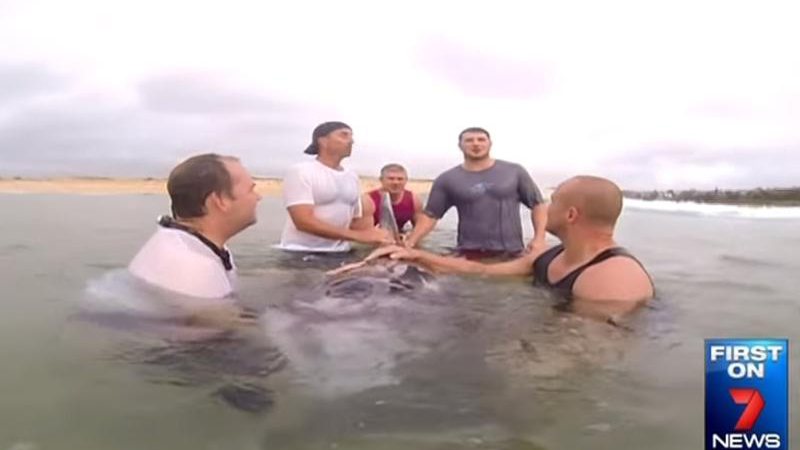 Grupo interrompe corrida para salvar golfinho encalhado - Créditos: Reprodução/ 7News