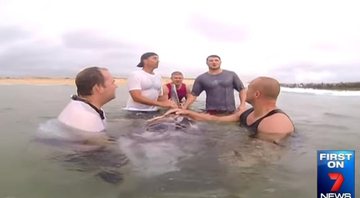 Grupo interrompe corrida para salvar golfinho encalhado - Créditos: Reprodução/ 7News