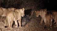 Porco-espinho espanta 17 leoas famintas em reserva na África do Sul - Créditos: Reprodução/ YouTube