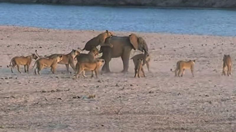 Filhote de elefante escapa de 14 leoas - Créditos: Reprodução/ YouTube