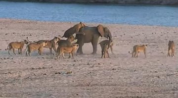 Filhote de elefante escapa de 14 leoas - Créditos: Reprodução/ YouTube