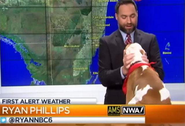 Cão da raça pitbull invandiu bancada de telejornal e assustou o apresentador. Crédito: Reprodução/YouTube
