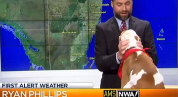 Cão da raça pitbull invandiu bancada de telejornal e assustou o apresentador. Crédito: Reprodução/YouTube