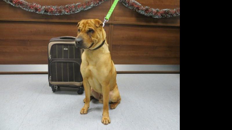 Kai foi deixado na estação junto com uma mala contendo seus pertences - Foto: Divulgação/ Scottish SPCA