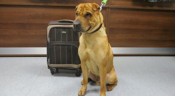 Kai foi deixado na estação junto com uma mala contendo seus pertences - Foto: Divulgação/ Scottish SPCA