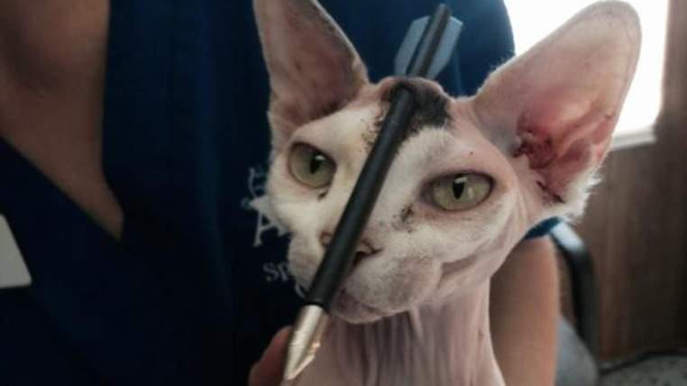 Akila está se recuperando do ferimento na cabeça - Foto: Animal Coalition of Tampa