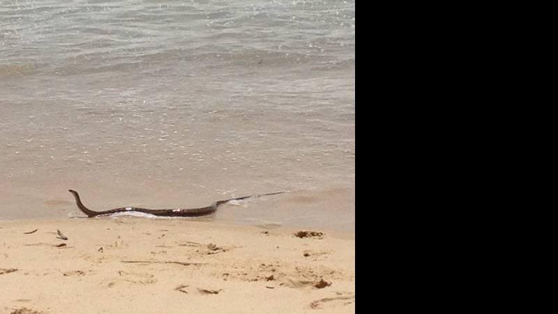 Cobra Marrom saiu do mar e assustou os banhistas na Austrália - Foto: Reprodução/ Twitter