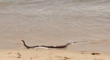Cobra Marrom saiu do mar e assustou os banhistas na Austrália - Foto: Reprodução/ Twitter